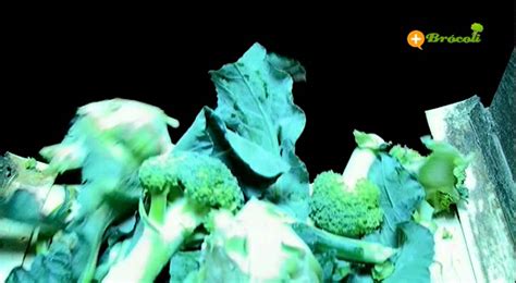 Antes de comenzar con el proceso de cocción dede sumergidos los brocolis en agua fría durante si no os gusta cocinar con el papel film, existen recipientes muy útiles para el microondas , que se hacen con. Cómo se cultiva el brócoli - YouTube
