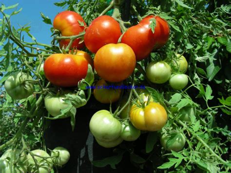 This item silvery fir tree heirloom tomato. Silvery Fir Tree Tomatensamen Tomatensaatgut