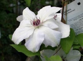 We have great partners who've grown this plant. Clematis Miss Bateman