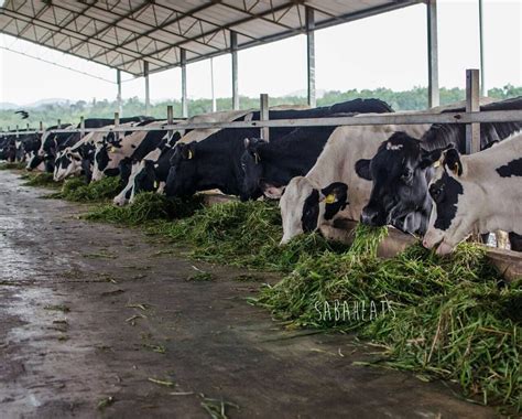 Malaysians are warming up to farm fresh and taking the brand to close to 40% of local market share for fresh milk. Sabah Eats on Instagram: "Visiting Eco Yap Farm at ...