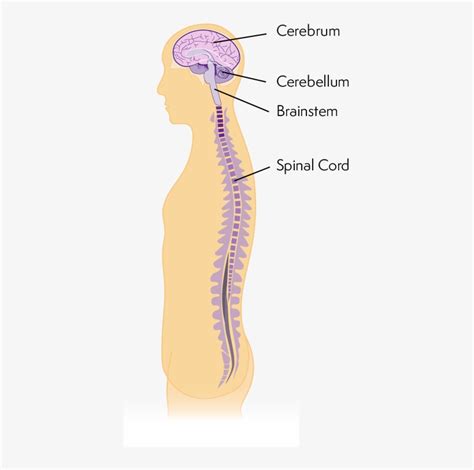 Diagram of the central nervous system central nervous system. Diagram Of Nervous System - Solved 3 Complete The Diagram Below Regarding The Organi Chegg Com ...