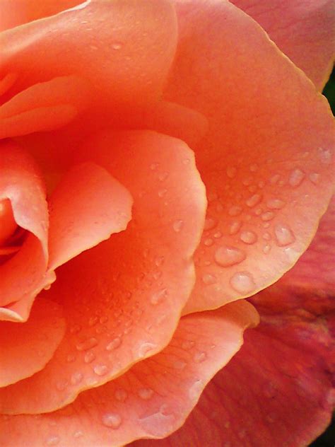 Dew drops on a rose petal herpes. Dew Drops On Rose Petals | Macro shot of delicate dew ...