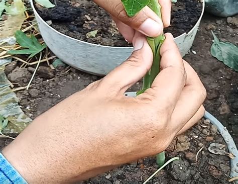 Blog perkongsian ilmu pokok tin (ficus carica) di malaysia. Cara Tanam Pokok Betik Super Kerdil Supaya Berbuah Diatas ...