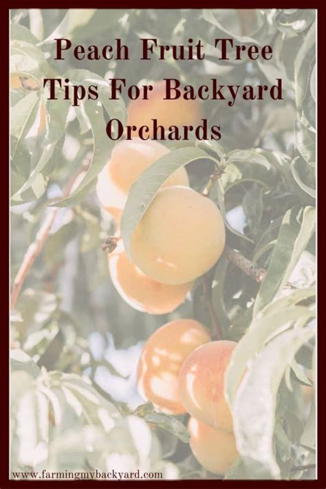 What can i do with fruit? Peach Fruit Tree Tips For Backyard Orchards | Peach fruit ...