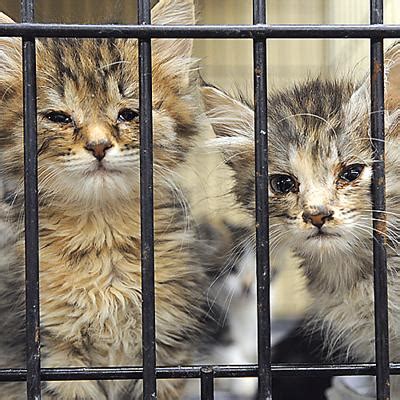 Dothan animal shelter adoptable pets. PETA Get It Wrong About No-Kill Shelters - PoC
