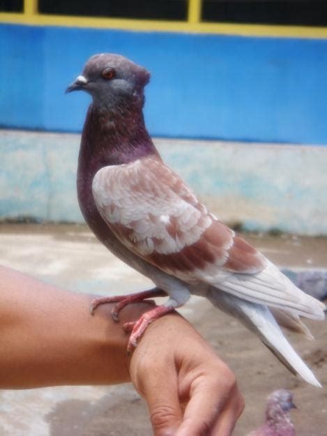 Harga burung merpati terbaru, burung merpati sering diapakai sebagai lambang perdamaian oleh manusia daftarharga terbaru merpati tahun 2020. Gambar Burung Merpati | GAMBAR BURUNG HIAS,PIARAAN,KICAU