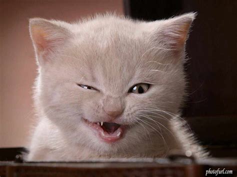 Pica in cats is a real danger. Funny Image Collection: Funny Cat Pictures - Funny Pictures
