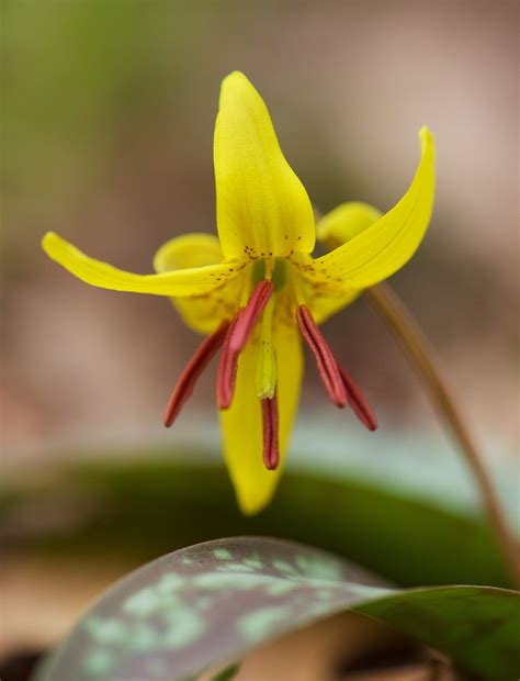 Beautiful west virginia landscapes are usually a blend of different varieties of hardy shade trees, feathery evergreens as well as flowering trees and fruit. 11 glorious wildflower trails in West Virginia | Wild ...