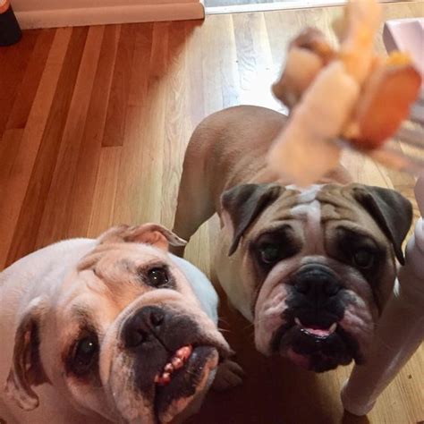 Check spelling or type a new query. 12+ Foods English Bulldogs Go Crazy For