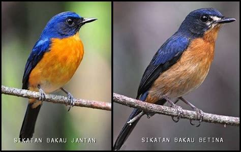 Antara burung derkuku/tekukur jantan dan betina memiliki penampilan fisik dan warna bulu yang tampak serupa sehingga agak susah untuk membedakan jenis kelaminnya. Mengenal burung tledekan terpopular | OM KICAU