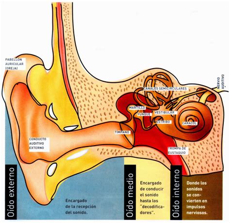 Conducto que conecta el oído externo al oído interno u oído medio. Enfermedades del oído externo, medio e interno: síntomas y ...