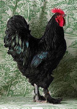 Africans, big black cocks, african facial, african big tits. 17 Best images about Beautiful Chickens on Pinterest | Spanish, Chicken eggs and Hens