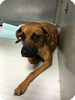 Search our adoptable pets for a furrever friend today! Kansas City, MO - Boxer Mix. Meet Kopi, a dog for adoption ...