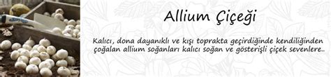 Kargo soğanları getirdiğinde ücretini ödemem gerektiği.devamını oku. Allium süs soğanı | Zengarden - Türkiye'nin tercih ettiği ...