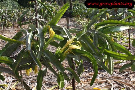 21.how does the red mangrove survive being submerged in salt water? Dragon fruit plant - How to grow & care