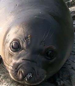 We did not find results for: a young elephant seal gets friendly with cameraman ...