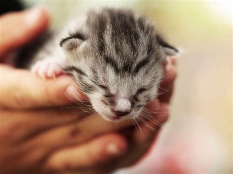Cara merawat anak kucing berbeda dengan kucing dewasa. Mudah! 10+ Cara Merawat Bayi Kucing Bagi Pemula