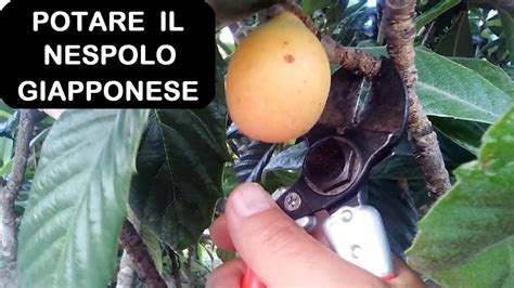 La potatura del limone va eseguita in primavera o fine estate, ovvero in periodi non particolarmente caldi ne particolarmente freddi. POTARE NESPOLO GIAPPONESE - YouTube