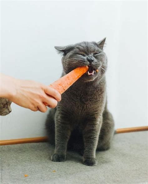 And contains some detailed information in it. Can Cats Eat Carrots? Are Carrots Safe For Cats? - CatTime ...