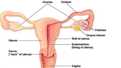The female reproductive cell released by the ovaries, which after fertilization (meeting with the sperm) develops into the beginning of human life (a baby). Female Body Parts Labeled - Female Body Diagram Anatomy ...
