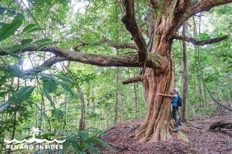 Admire the giant mengkundur tree at cherok tokun nature park. 60 Best Things to Do in Penang from a Local Expert ...