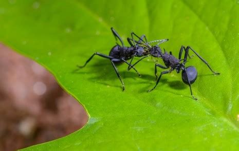 Mountain high tree care & consulting provides exceptional pest control in colorado springs and its surrounding neighborhoods. Ants - Learn About Pest Control In Colorado Springs | High ...