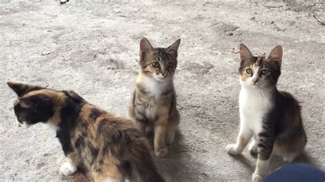 Find and book unique accommodation on airbnb. Little kittens 🐱 di rumah Tok Nek Kota Sarang Semut - YouTube