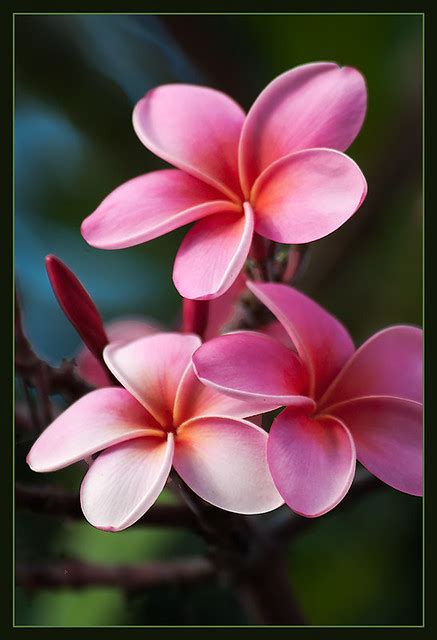 Surprise someone with some fresh tropical flowers from hawaii. Pua melia (Plumeria) | Plumeria is a tropical American ...