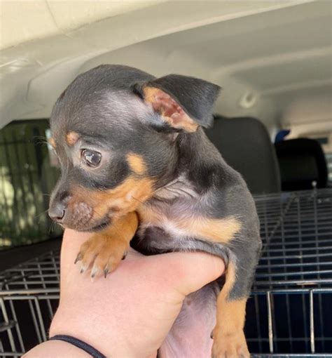 Maybe you would like to learn more about one of these? Teacup chihuahua puppies for sale in Houston, TX - 5miles: Buy and Sell