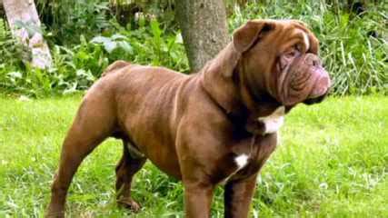 Cane corso puppies for sale in erie pa. Dog Breeders in Pennsylvania / Puppies For Sale in ...