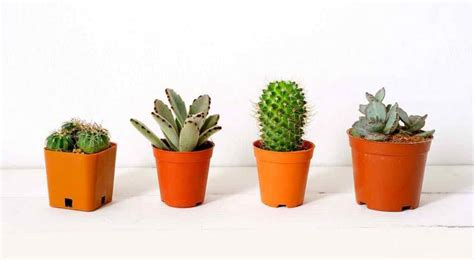 Creo que es un aloe, y también necesito ponerlo en una maceta más grande. APRENDE CÓMO CULTIVAR UN CACTUS DE INTERIOR, CON ÉXITO