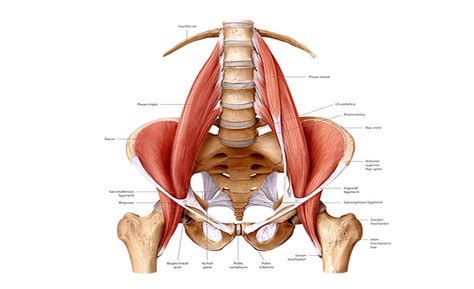 Some of the muscles that are essential to strengthen include: Pain in Lower Back: Loosen The Psoas Muscles | Online ...