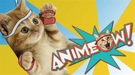 Is an inquisitive and very knowledgeable kitten for his age. Cats Do Karate in STREET FIGHTER: Animeow: Ep. 1 - YouTube