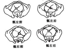 The fetal ductus arteriosus is thus an important structure that is essential for normal fetal. 胎方位：胎方位(fetal position):是胎兒先露部指示點與母體骨盆的關 -華人百科