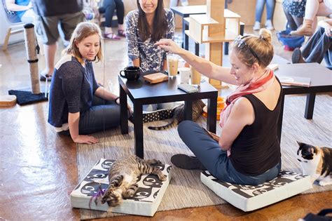 Lakota coffee company is a coffee shop, roastery and cafe located in downtown columbia, mo. Mauhaus Cat Cafe Is Bringing Joy — and Cats — to Maplewood ...