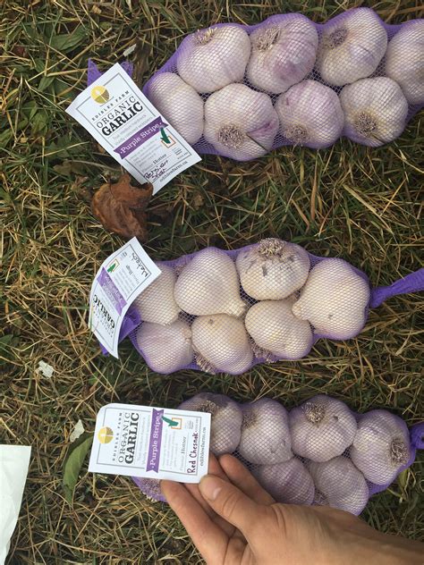 If the garlic is white, and sold in bulk in net countryfarm lifestyles gardening tip: Growing Garlic: the BIG Guide of Planting to Harvesting ...