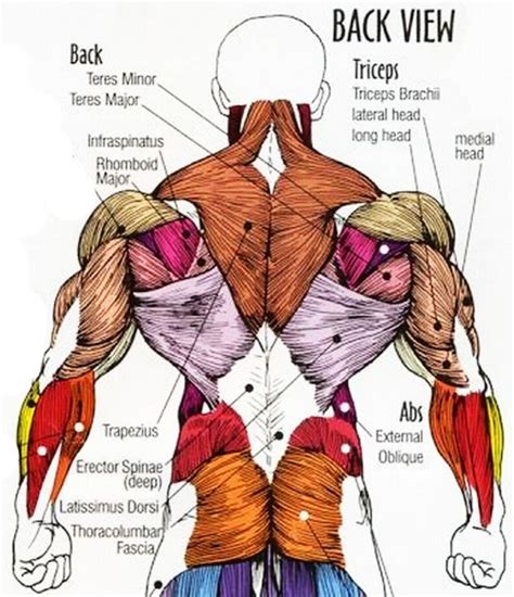 Microscopic anatomy of skeletal muscle. Back Muscle Anatomy Pictures Back Muscle Anatomy Images Anatomy Human Body - #anatomy #Body … in ...