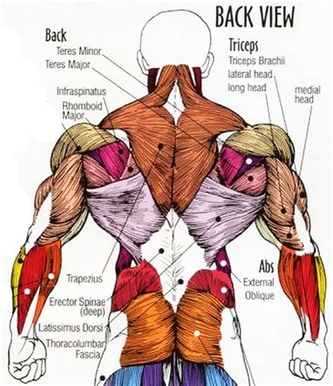 What is the upper back? Back Muscle Anatomy Pictures Back Muscle Anatomy Images Anatomy Human Body - #anatomy #Body … in ...