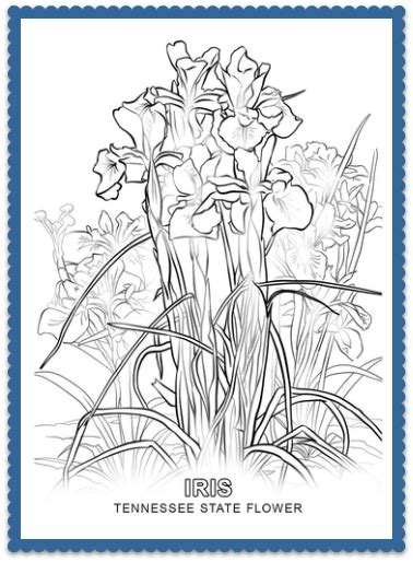 State bird and flower coloring page. Tennessee State Flower - Iris by USA Facts for Kids ...