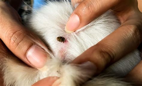 Jan 20, 2017 · les puces sont difficiles à surveiller et à exterminer, vous devrez par conséquent prêter une attention spéciale si vous avez des animaux de compagnie car les puces ont l'habitude de s'accrocher à eux sans que vous vous en rendiez compte. Comment se débarrasser des puces sur son chien ? - Berry d'Or