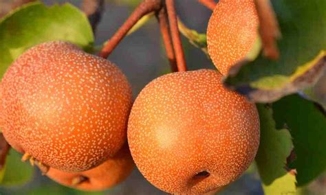 I would like to have pomegrenate juice. 116 फलों के नाम फोटो के साथ Fruits Name in Hindi - English
