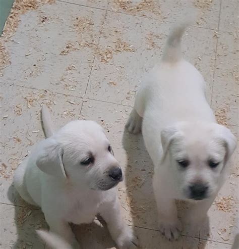 Review how much labrador retriever puppies for sale sell for below. Labrador Retriever Puppies For Sale | Dallas, TX #264378