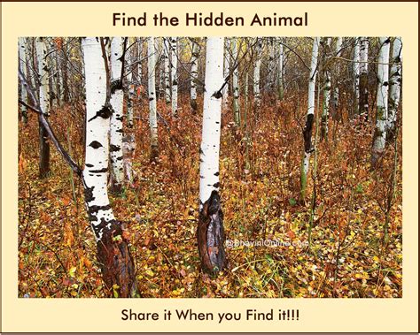 Then click play and try to answer the question in the video! Picture Riddle: Find the Animal Hidden in The Forest 2 ...