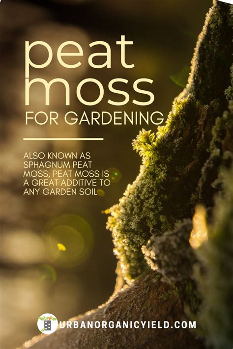 And is its use in the garden necessary? Peat Moss Uses in the Garden | Peat moss, Peat, Garden soil