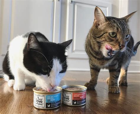 Feed just a tiny amount because you don't want to put too many calories in your cat's diet, purina senior nutritionist. Why Does My Kitty Eat Like a Little Piggy? | Cat house ...