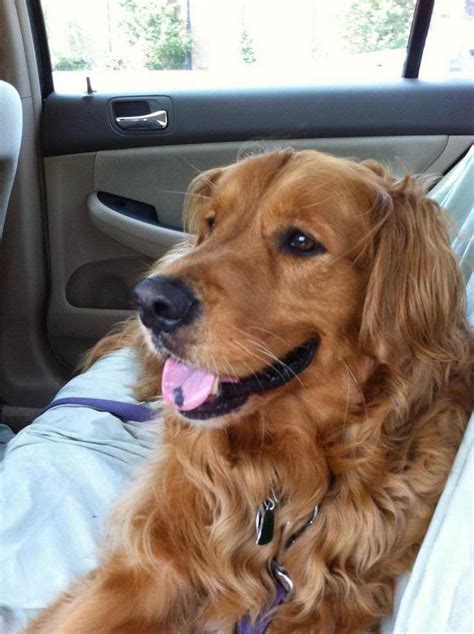 Golden retrievers can learn many tricks and will remember what they are taught for the rest of their lives. Golden Retriever Adoption Long Island | PETSIDI
