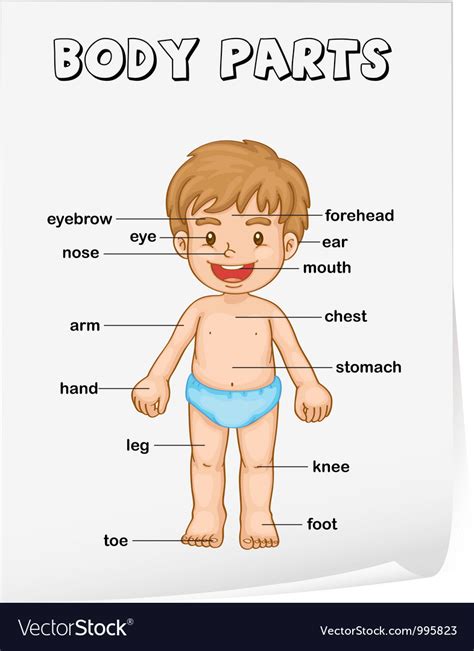 Check spelling or type a new query. Body parts diagram poster Royalty Free Vector Image