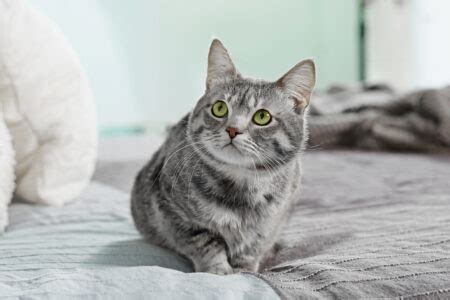 Diskutiere katze kotet ins kinderbett im unreinheit bei katzen forum im bereich katzen verstehen; „Hilfe, meine Katze pinkelt ins Bett!" - Katzenerziehung | zooplus.at