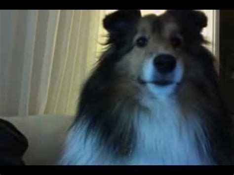 Dog vs. Webcam - YouTube