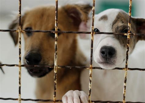 Fundado em 13 de maio de 1947, com o nome de comerciário esporte clube. Famcri alerta para maus-tratos de animais em Criciúma